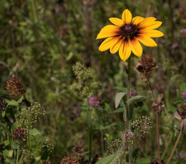 Yellow Flower Brown Center