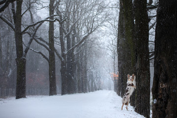 dog stands by a tree in the park. pet for a walk in the park in winter.