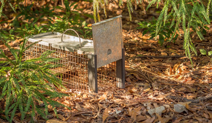 Humane live animal trap. Pest and rodent removal cage. Catch and release wildlife animal control...