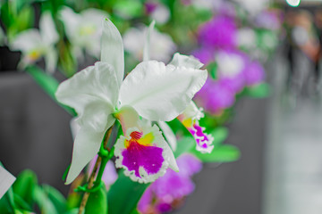 close up photo of a beautiful open colored flower orchid with blurred background