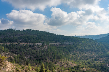 Fototapeta na wymiar olives olive trees in the mountains of Jerusalem.