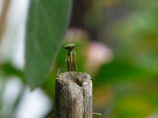 Praying mantis resting