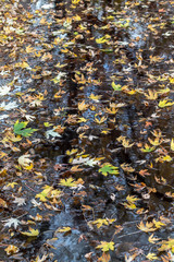 Wet Colorful Autumn Leaves in Water With Reflection
