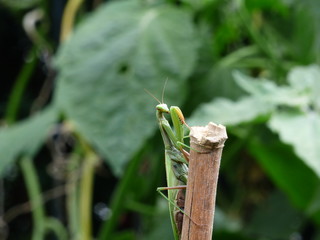 Praying mantis posing