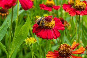 berlin bee on sweet flower