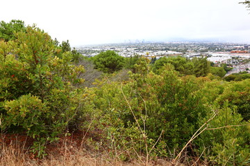 Fototapeta na wymiar Los Angeles, detail view of Kenneth Hahn State Recreation Area. Is a State Park unit of California in the Baldwin Hills Mountains of Los Angeles