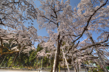 Naklejka premium 醍醐寺の桜