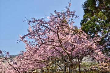 醍醐寺の桜