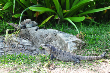 A close up of black spiny-tailed iguana (Ctenosaura similis) at Tulum archeological site, Tulum, Yucatan, Mexico, Central America.