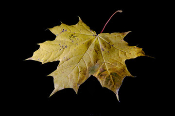 Natural and colorful autumn leaves on black background - sycamore, maple