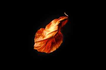 Natural and colorful autumn leaves on black background - beech