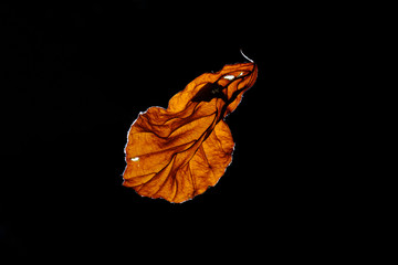 Natural and colorful autumn leaves on black background - beech