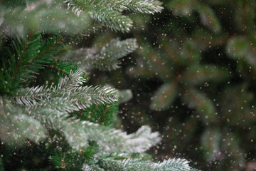 Christmas tree branches with snow and bokeh effect background