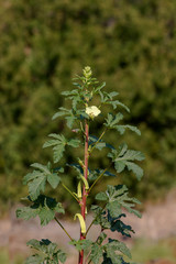 Hibiscus edible (okra) grows on the field