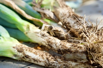 土付き下仁田ネギ