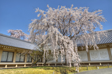 醍醐寺の桜