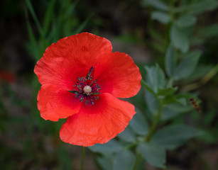 image of a poppy flower on green background