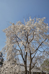 醍醐寺の桜