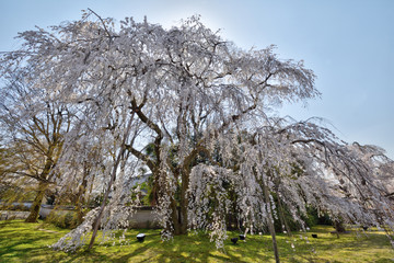 醍醐寺の桜