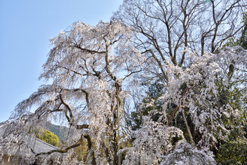 醍醐寺の桜