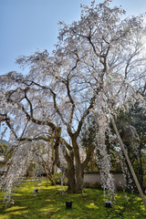 醍醐寺の桜