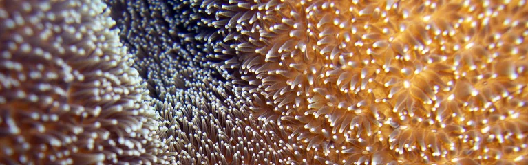 Fotobehang Zachte koralen © Capt. Scott H Sexton
