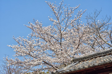 醍醐寺の桜