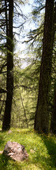 Green forest