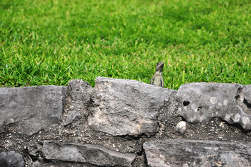 An iguana looking over a stone wall at Tulum archeological site, Tulum, Yucatan, Mexico, Central America.