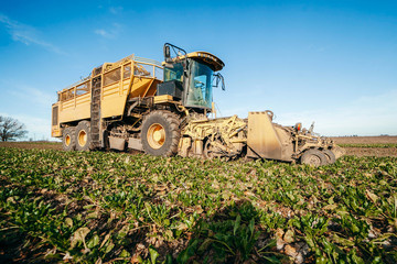 Modern yellow combine harvesters harvest of sugar beet at autumn morning