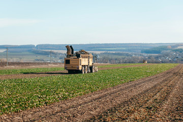 Modern yellow combine harvesters harvest of sugar beet at autumn morning