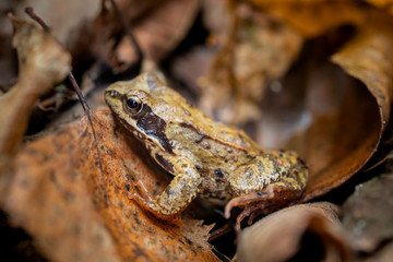Żaba trawna Rana temporaria w liściach
