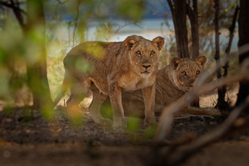 Fototapeta premium Lion - Panthera leo king of the animals. Lioness resting in the National Park Mana Pools in Zimbabwe after the succesfull hunting