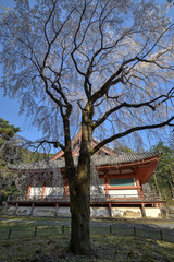 醍醐寺の桜