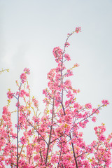 close branch of flowering and flowering cherry tree