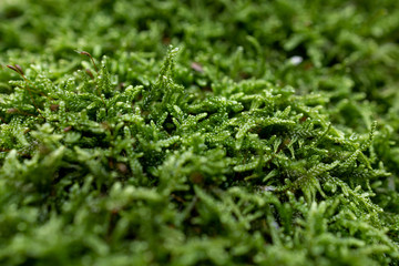 mech zbliżenie makro zielony