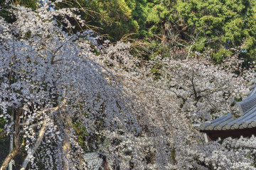 醍醐寺の桜