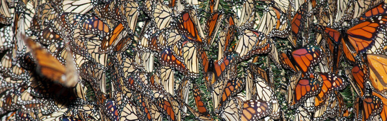 Monarch Butterfly Migration