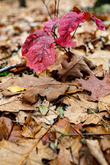 dąb liście czerwone jesienią samosiejka las