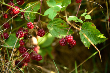 Blackberry fruit growing on branch blackberries in wild