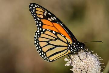 Fototapeta premium Monarch Butterfly, isolated by shallow depth of field.