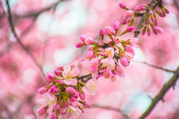 close branch of flowering and flowering cherry tree