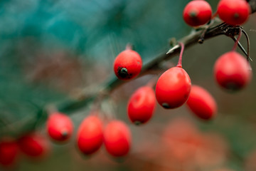 berberys czerwone owoce jesienią - obrazy, fototapety, plakaty