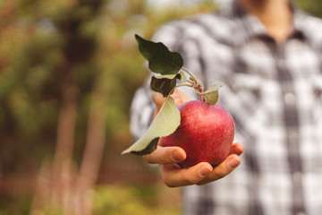 male farmer holding a gathered organic red apple with leaf in hands