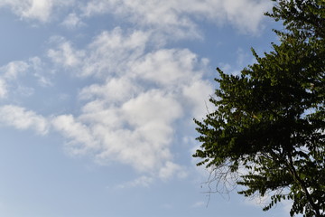 Obraz premium tree and blue sky