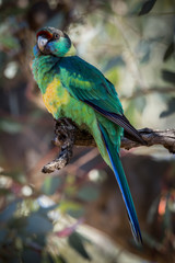 Australian Mallee Ringneck, looks on from perch, Flinders Ranges, South Australia.