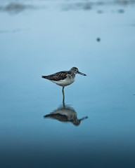seagull on beach