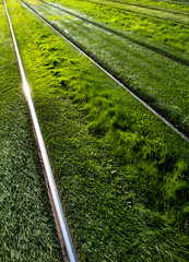 Shiny Steel Rails Through Green Grass Meadow