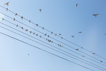 bird swallow sitting on a wire