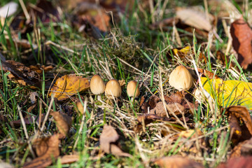 Small fungi sprout out of the ground meadow leaves brown autumn